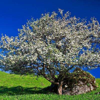 4949澳门免费资料大全app下载